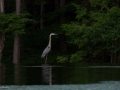 Blue Heron